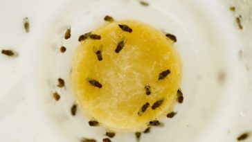 Why am I getting small flies in my kitchen?