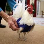 Why are chicken sweaters bad?