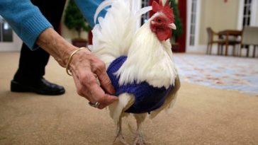 Why are chicken sweaters bad?