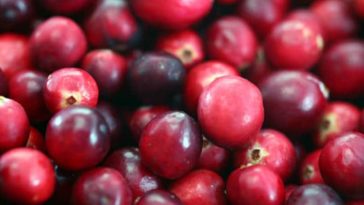 Why are cranberries not good for you?