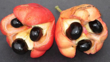 Why are curry leaves banned in America?