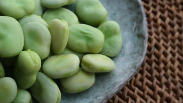 Why are fava beans bad for you?