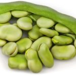 Why are fava beans toxic?