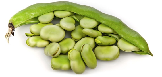 Why are fava beans toxic?