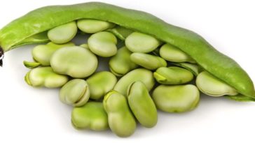 Why are fava beans toxic?