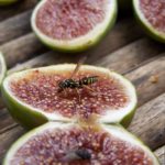 Why are figs not vegan?