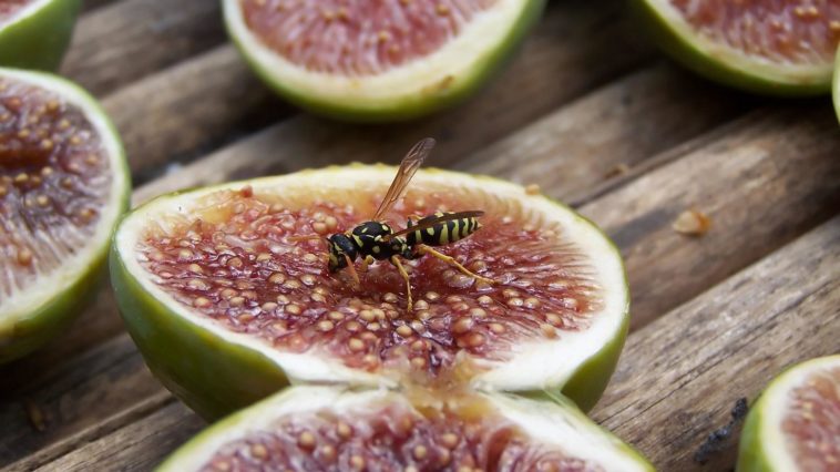 Why are figs not vegan?