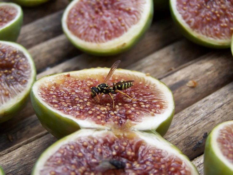 Why are figs not vegan?