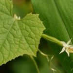 Why are my gourd turning yellow?