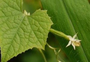 Why are my gourd turning yellow?