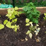 Why are my green beans light green?