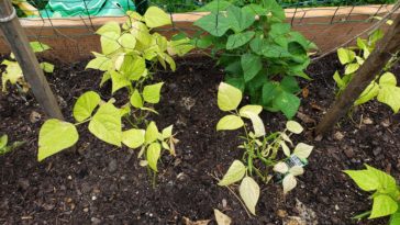 Why are my green beans light green?