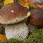 Why are porcini mushrooms so expensive?