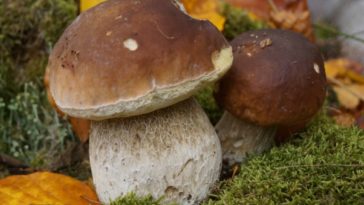 Why are porcini mushrooms so expensive?