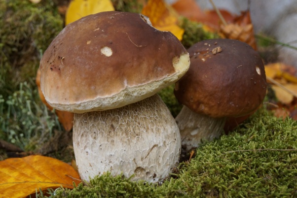 Why are porcini mushrooms so expensive?