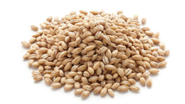 Why barley is bad for you?