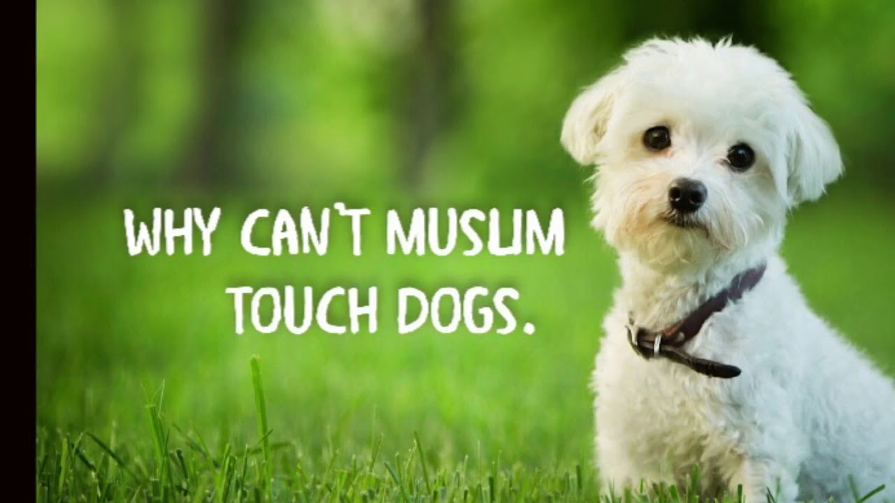 Why can't Muslims touch dogs?