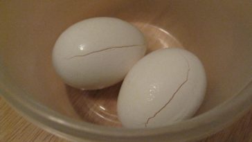 Why can't you freeze eggs in the shell?