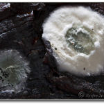 Why did my beef jerky mold?