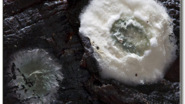 Why did my beef jerky mold?