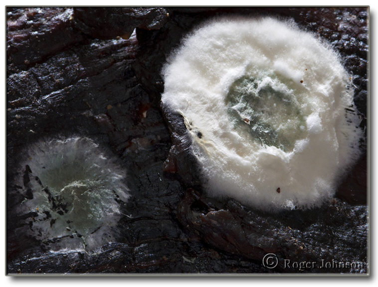 Why did my beef jerky mold?