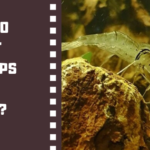 Why did my frozen shrimp turn white?