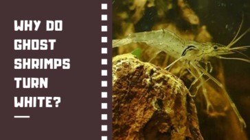 Why did my frozen shrimp turn white?