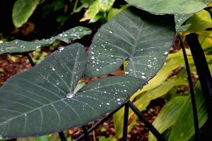 Why do elephant ear plants cry?