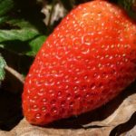 Why do my cookies taste like fish?