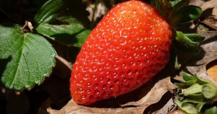 Why do my cookies taste like fish?