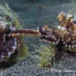 Why do octopus move after they die?