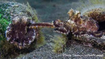 Why do octopus move after they die?