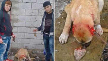 Why do people cut bear paws off?