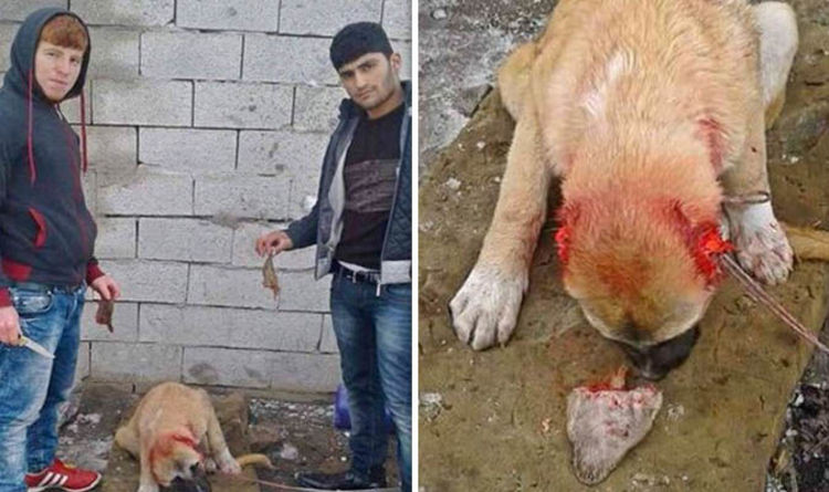 Why do people cut bear paws off?