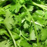 Why do people hate cilantro?