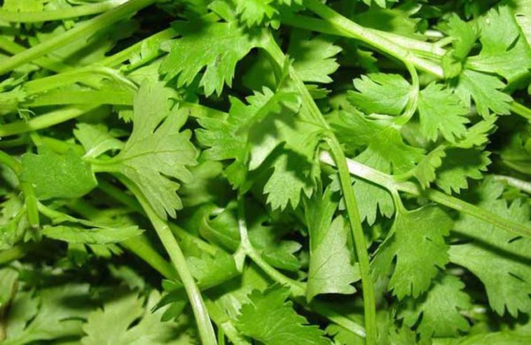 Why do people hate cilantro?
