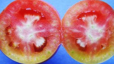 Why do tomatoes have hard white spots inside?
