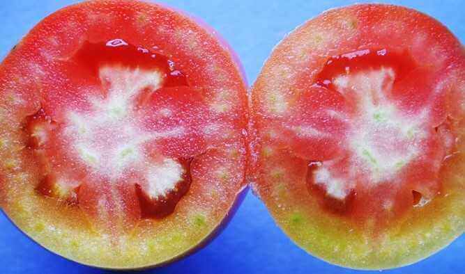 Why do tomatoes have hard white spots inside?