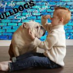 Why does Andouillette smell bad?