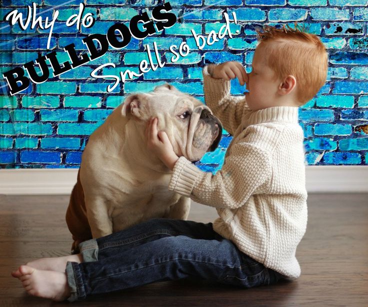 Why does Andouillette smell bad?