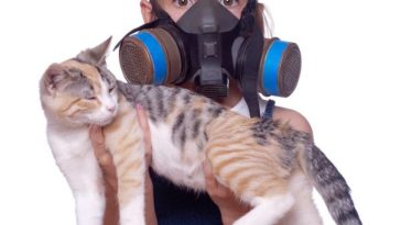 Why does Hershey's smell like poop?