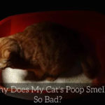 Why does my cats poop smell worse than normal?