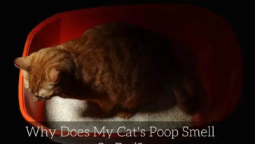 Why does my cats poop smell worse than normal?