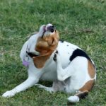 Why does my dog keep getting yeast infections?