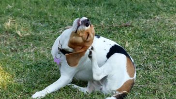 Why does my dog keep getting yeast infections?