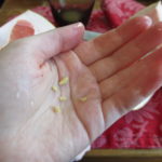 Why does my orange taste like lemon?