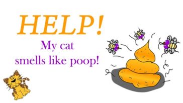 Why does my urine smell like poop?