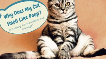 Why does pork smell like poop?