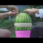 Why does watermelon get rubbery?