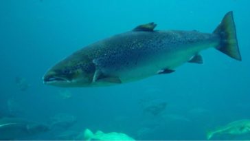 Why is Atlantic salmon bad?